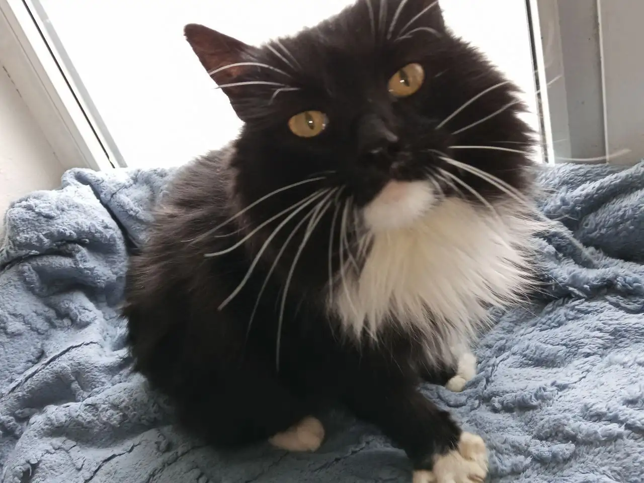 Пристройство кошек в добрые руки - Кошки (Животные) в Энгельс