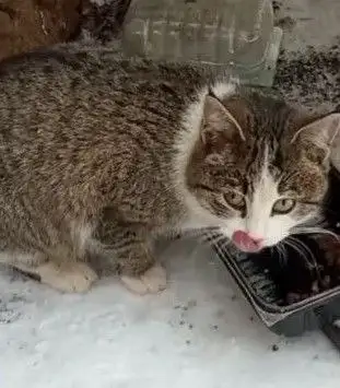 Пристройство кошек в добрые руки - Кошки (Животные) в Энгельс