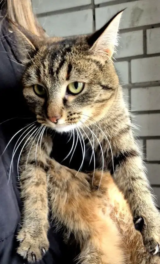 Пристройство кошек в добрые руки - Кошки (Животные) в Энгельс