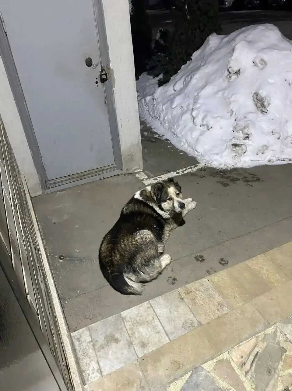 Ищем хозяев для девочки с ошейником в Энгельсе - Кошки/Собаки (Животные) в Энгельс