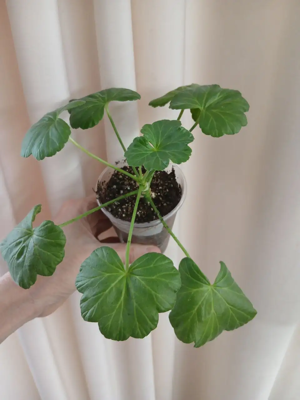 Продам пеларгония розебудная укорененный отросток - Растения (Хобби и отдых) в Энгельс