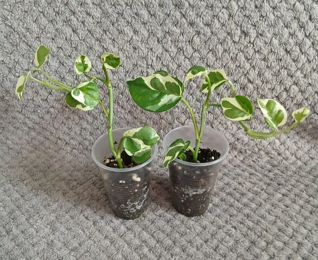 Продам укорененные отростки эпипремнум н-джой - Растения (Хобби и отдых) в Энгельс