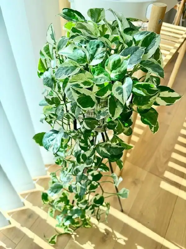 Продам укорененные отростки эпипремнум н-джой - Растения (Хобби и отдых) в Энгельс