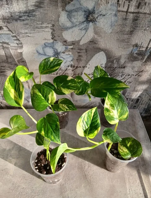 Продам укорененные отростки эпипремнум золотистый - Домашние заготовки в Энгельс