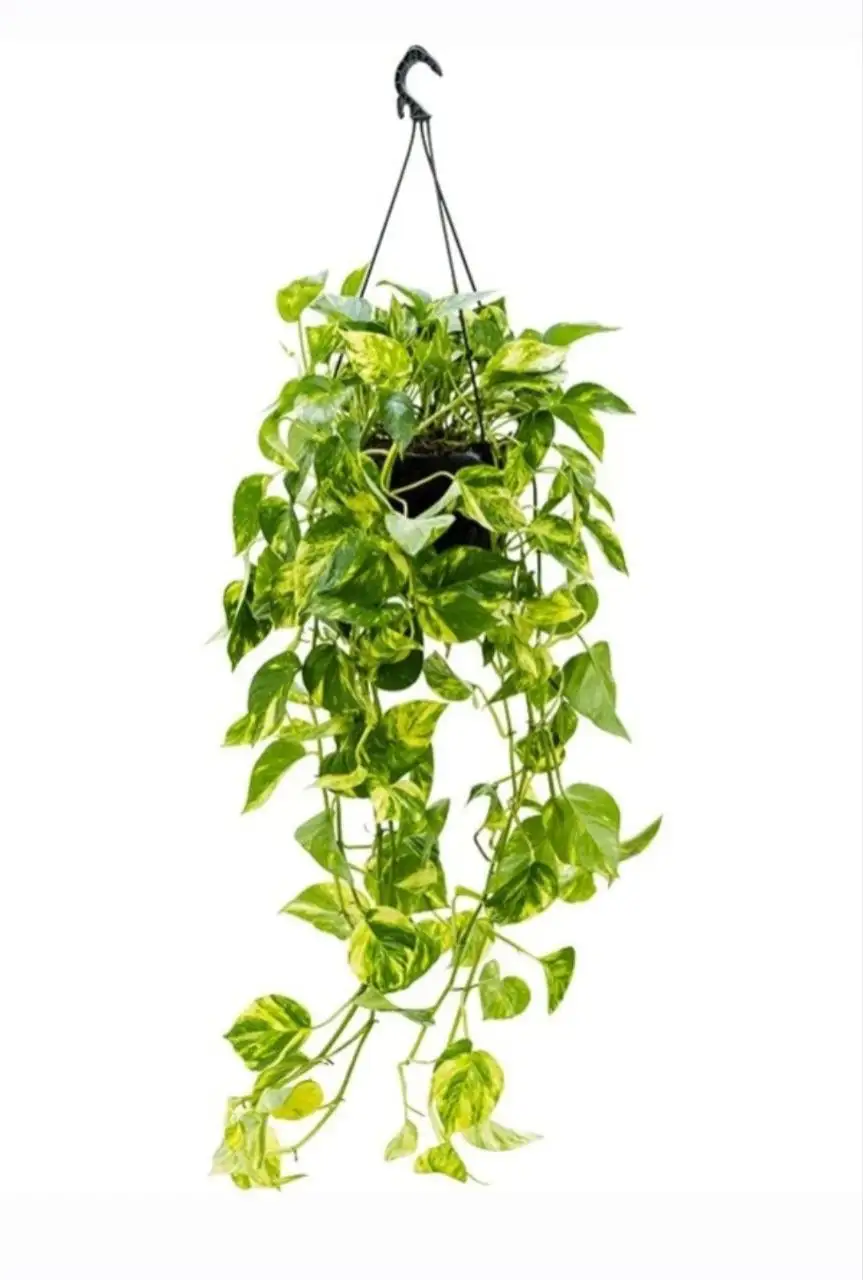 Продам укорененные отростки эпипремнум золотистый - Растения (Хобби и отдых) в Энгельс