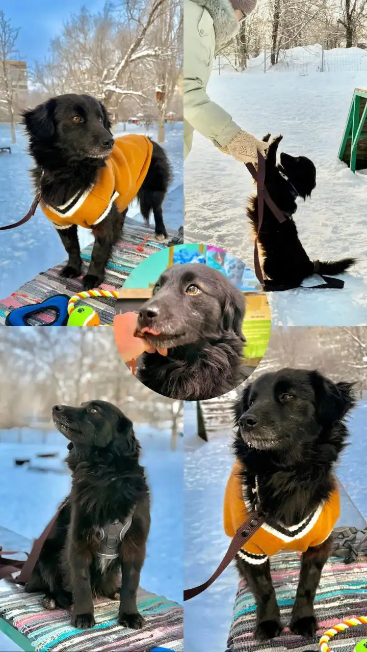 Потеряна собака по кличке Дружок - Животные в Саратов