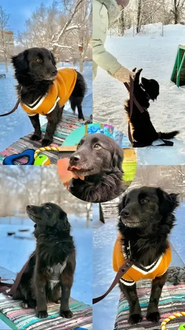 Потеряна собака по кличке Дружок - частное объявление в Саратов