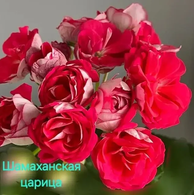 Пеларгония Шамаханская царица - Домашние заготовки в Энгельс