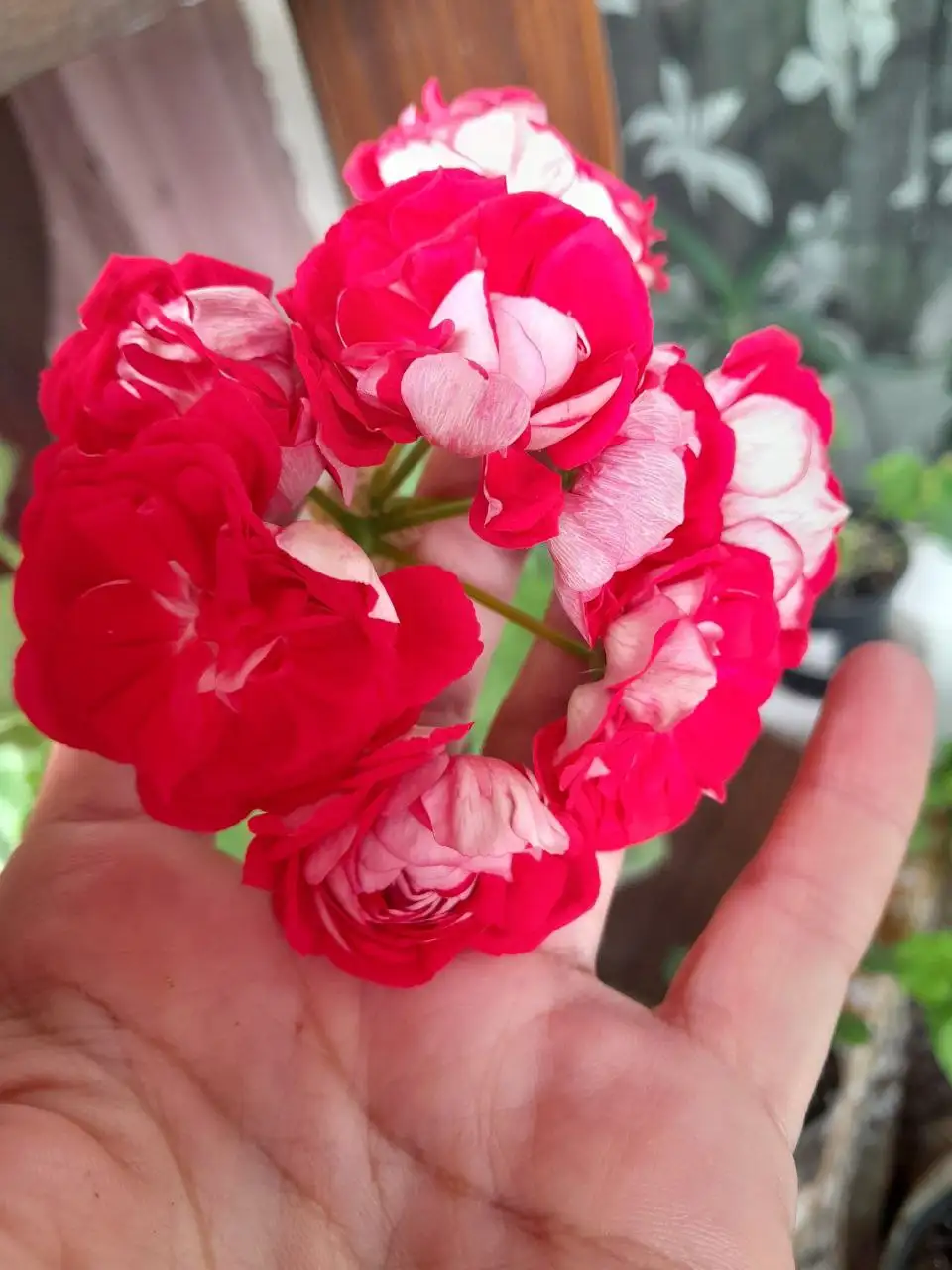 Пеларгония Шамаханская царица - Растения (Хобби и отдых) в Энгельс