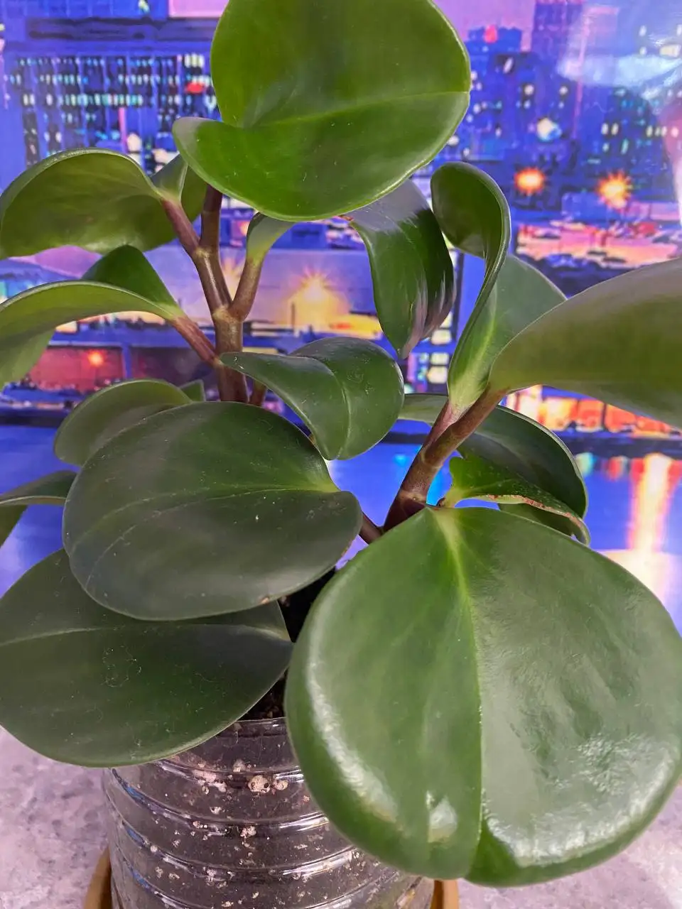 Продажа комнатных цветов - Растения (Для дома и дачи) в Энгельс