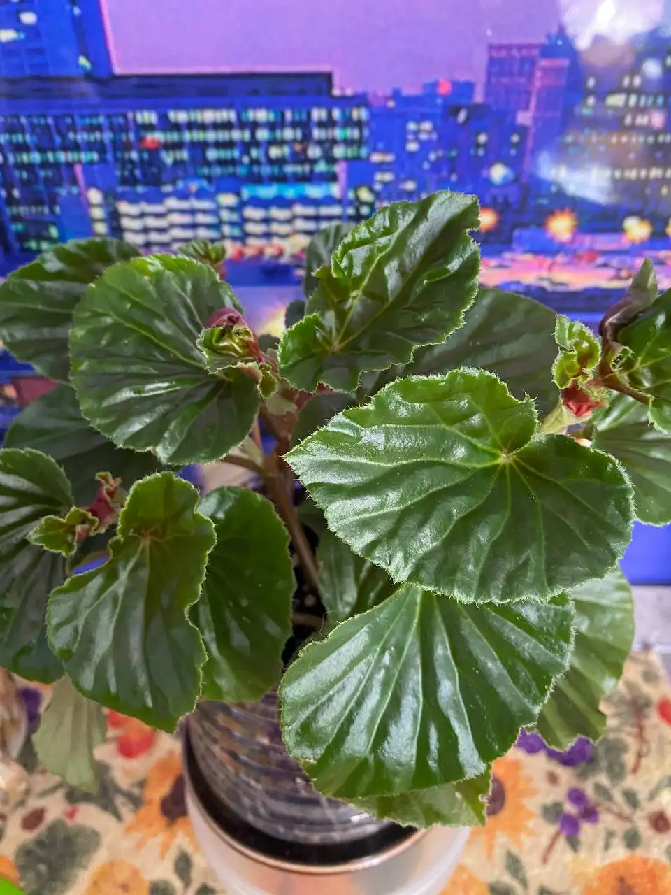 Продажа комнатных цветов - Растения (Для дома и дачи) в Энгельс