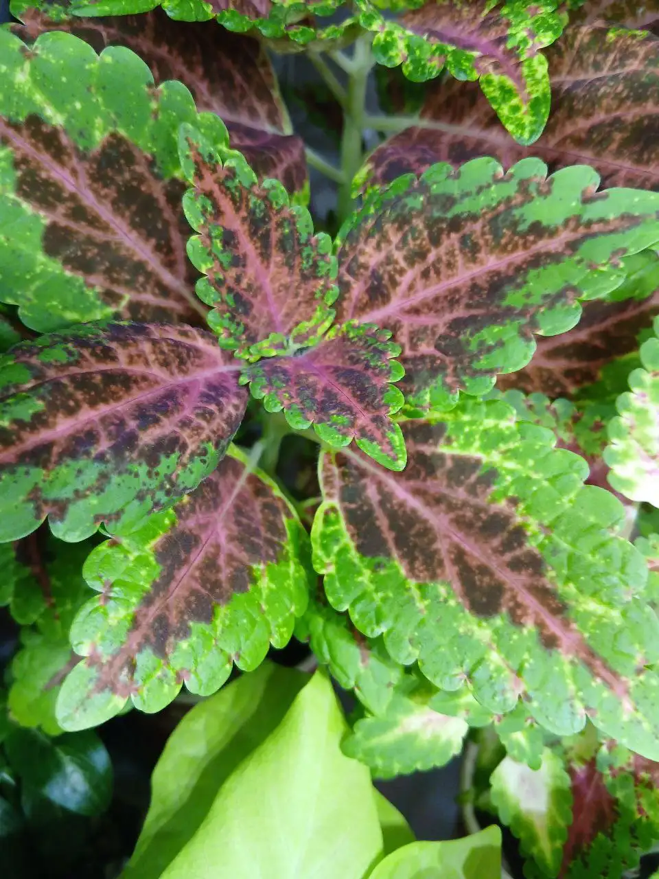 Продажа укорененных колеусов в стаканчике - Комнатные растения (Растения и семена) в Энгельс