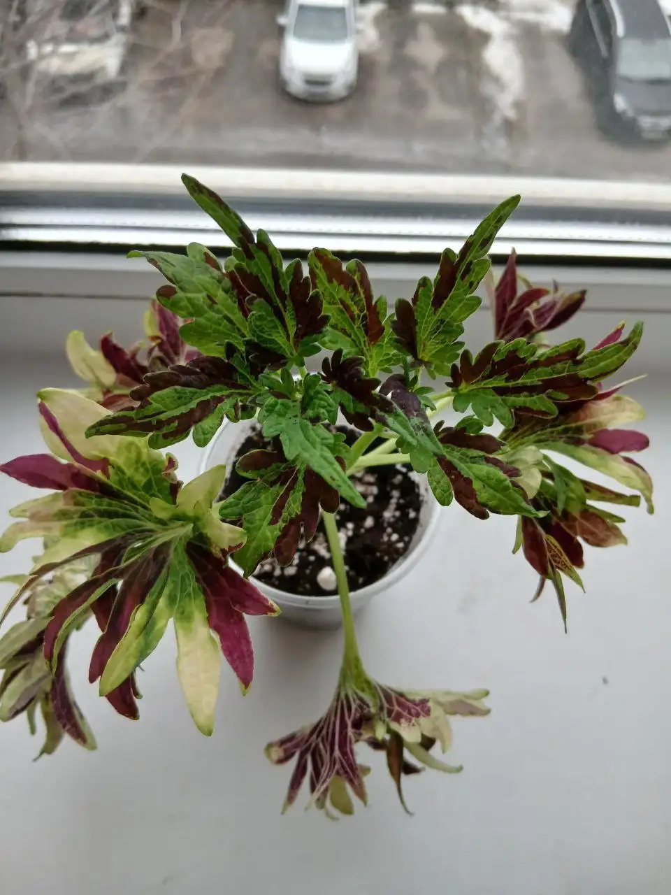 Продажа укорененных колеусов в стаканчике - Комнатные растения (Растения и семена) в Энгельс