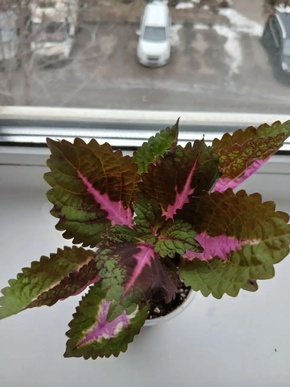 Продажа укорененных колеусов в стаканчике - Комнатные растения (Растения и семена) в Энгельс