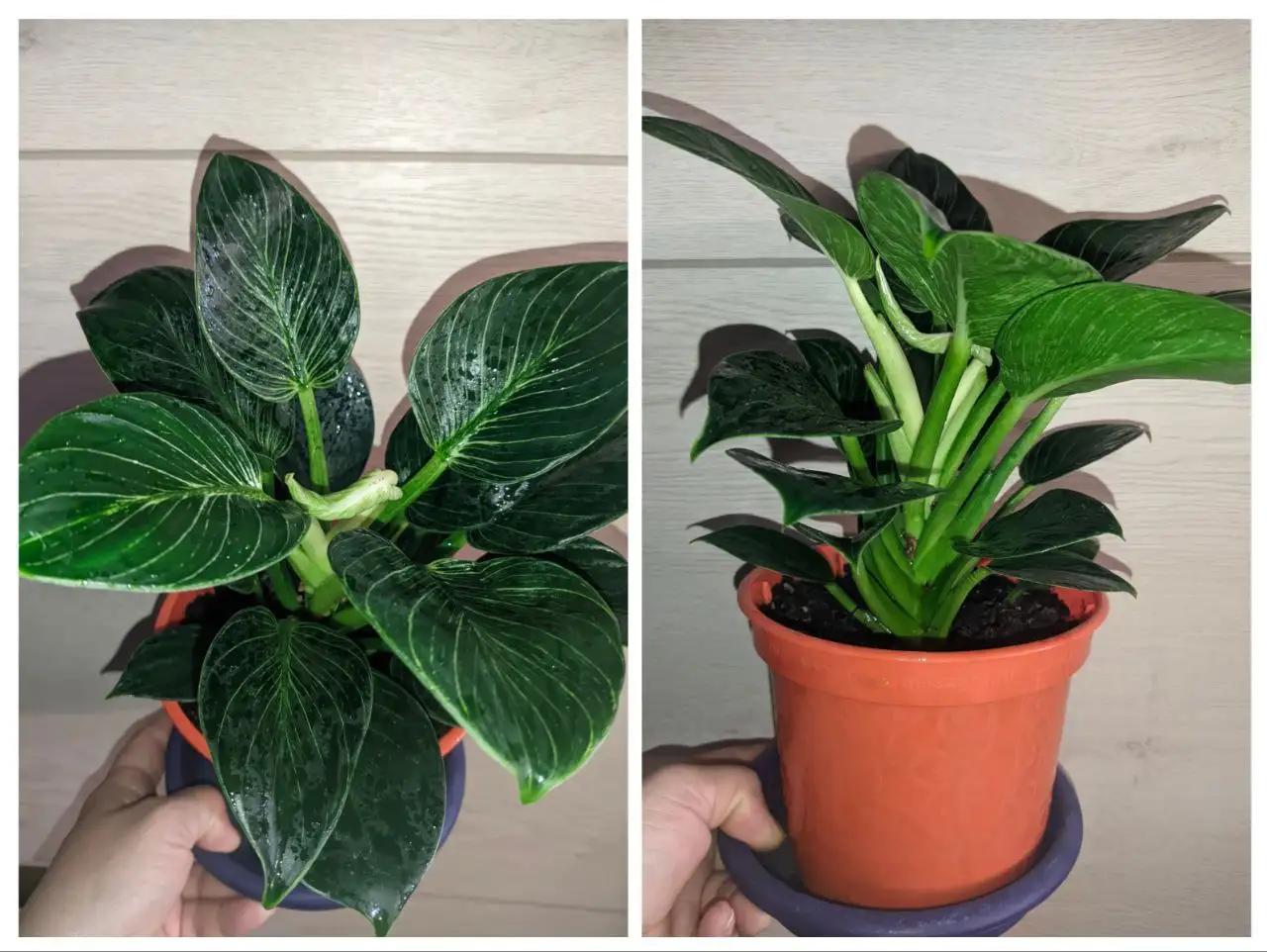 Филодендрон Биркин взрослый кустик в активном росте - Растения (Хобби и отдых) в Энгельс