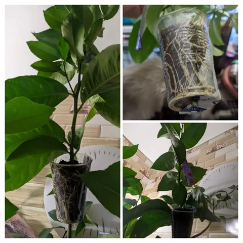 Лимон Юбилейный в 2 л горшках - Кондитерские принадлежности в Саратов