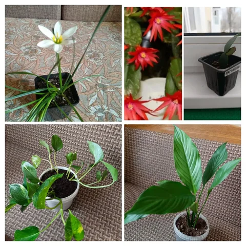 Продажа комнатных растений в Энгельсе - частное объявление в Энгельс