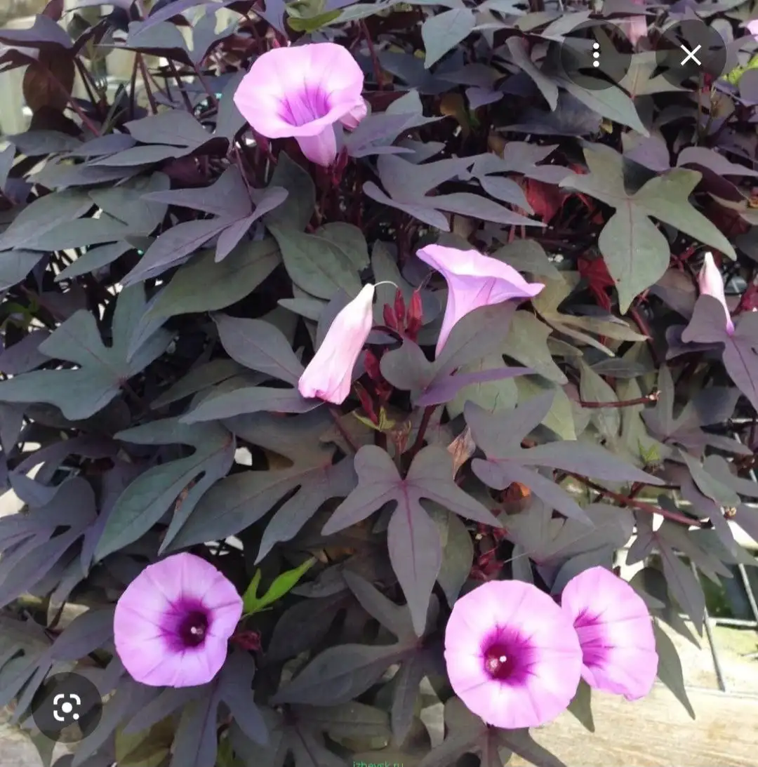 Ипомея батат укорененный отросток - Растения (Хобби и отдых) в Энгельс