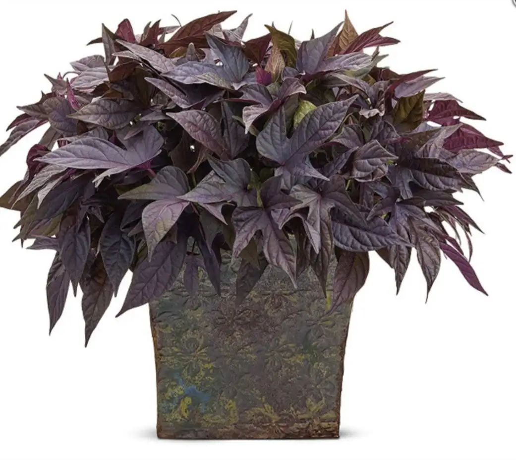 Ипомея батат укорененный отросток - Растения (Хобби и отдых) в Энгельс