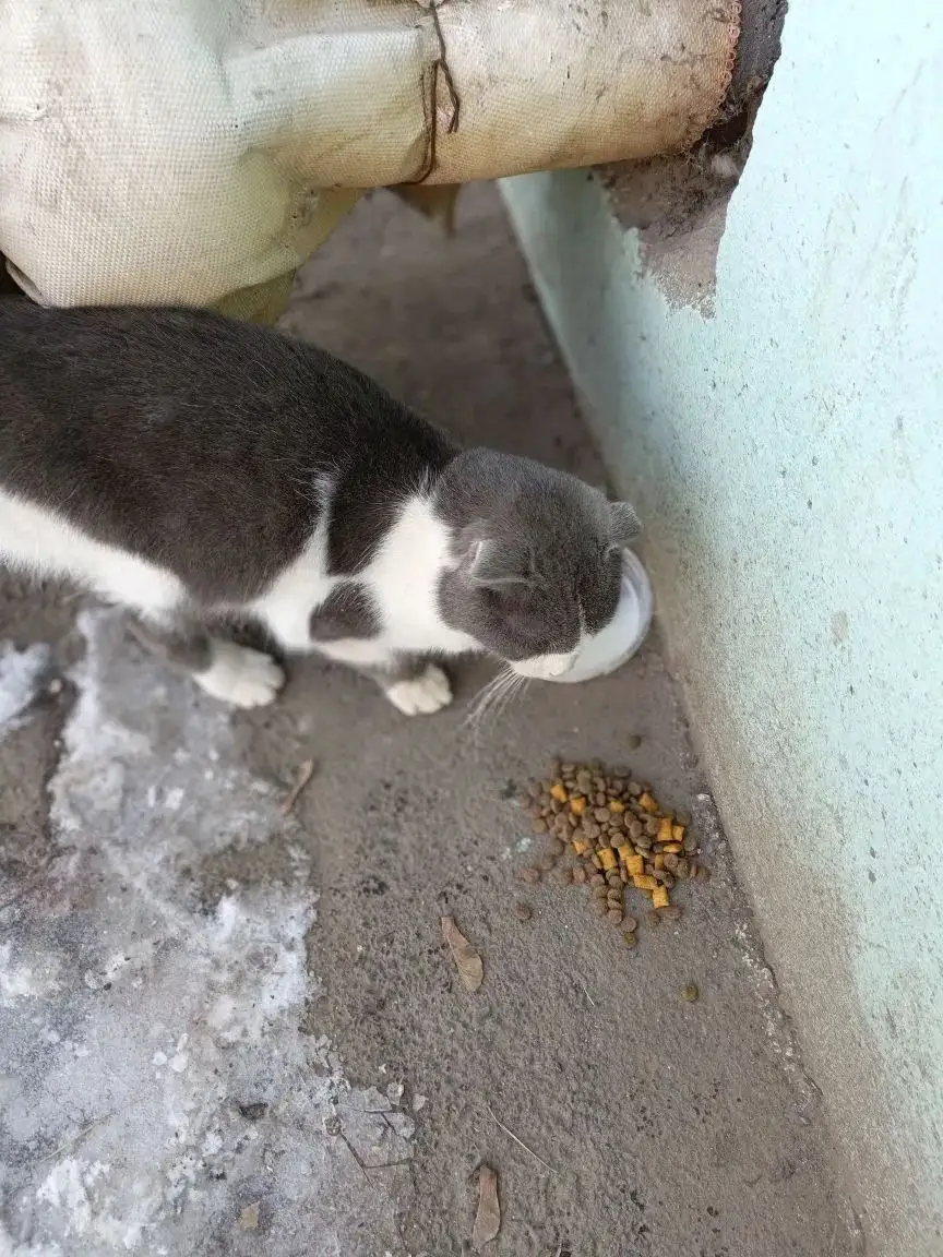 Котенок вислоухий мальчик ищет хозяина - Кошки (Животные) в Энгельс