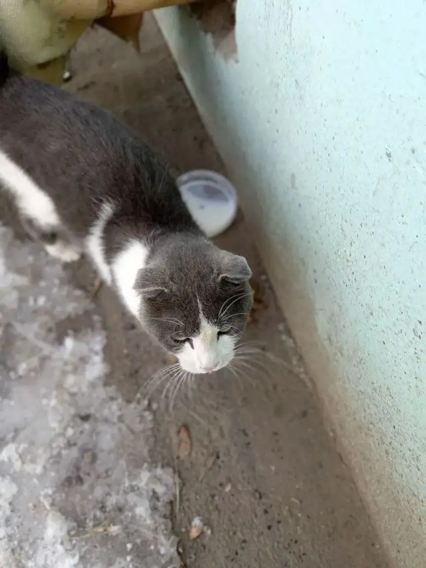 Котенок вислоухий мальчик ищет хозяина - Кошки (Животные) в Энгельс