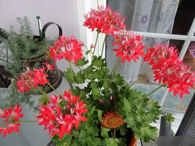 Продам пеларгонию в Энгельсе - частное объявление в Энгельс