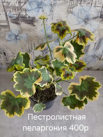 Объявление из Энгельса - Товары для животных в Энгельс