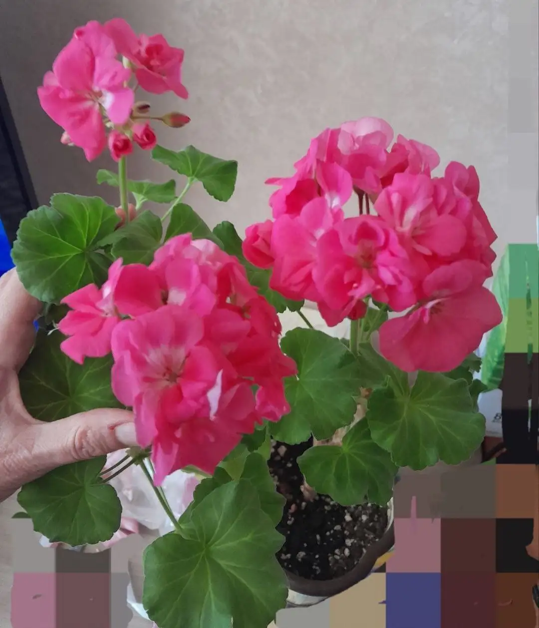 Продам укорененный отросток пеларгония Дольче Вита Карен - Растения (Хобби и отдых) в Энгельс