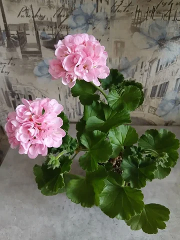 Пеларгония в Энгельсе - Велосипеды в Энгельс