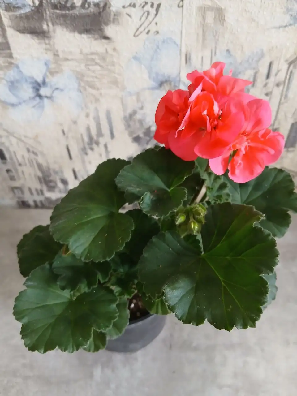 Пеларгония Дольче Вита Лиза - Растения (Хобби и отдых) в Энгельс