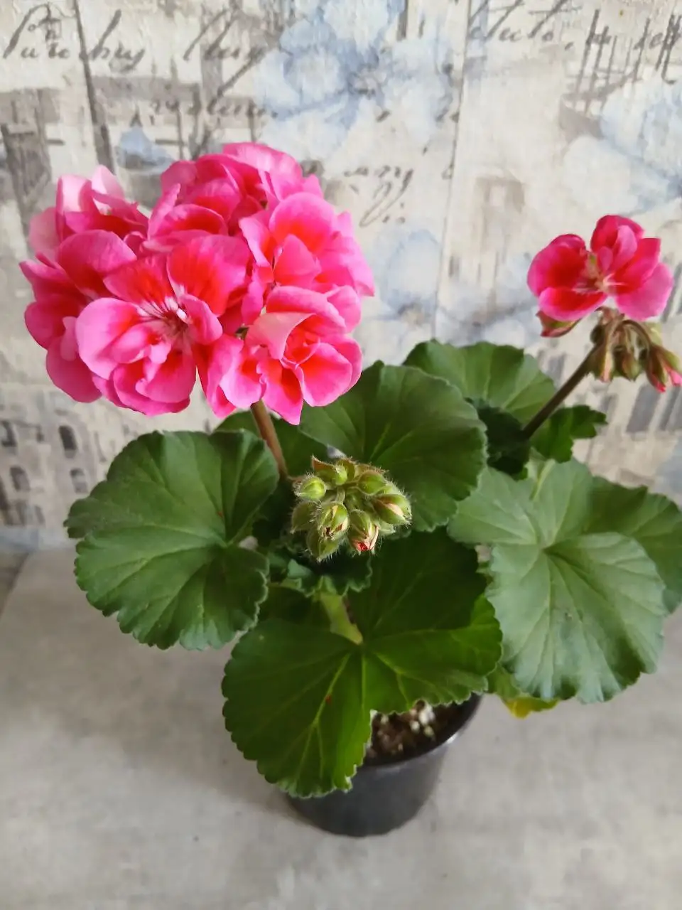 Пеларгония в Энгельсе - Растения (Хобби и отдых) в Энгельс
