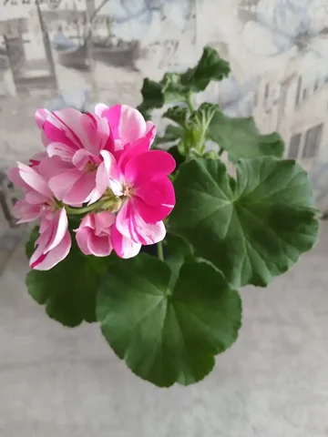 Продажа пеларгонии с необычной расцветкой - Велосипеды в Энгельс