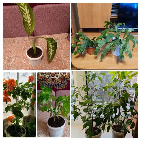 Продажа комнатных растений в Энгельсе - Велосипеды в Энгельс