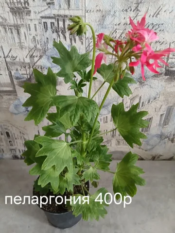 Продам пеларгония Стеллар Ив нави - Велосипеды в Энгельс