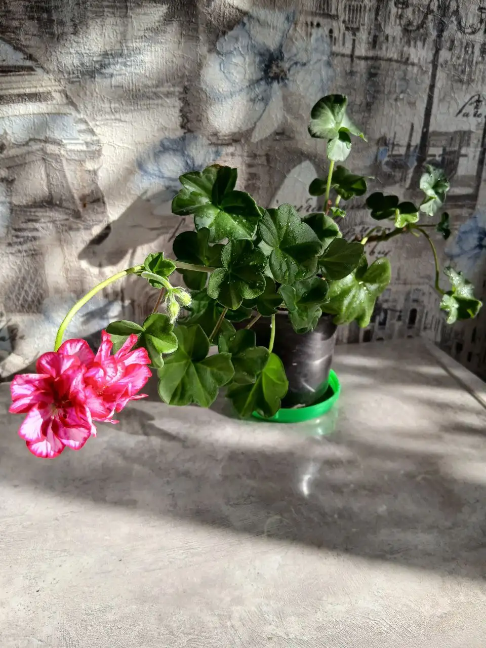 Плющелистная пеларгония - Растения (Хобби и отдых) в Энгельс