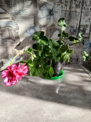 Плющелистная пеларгония - Велосипеды в Энгельс