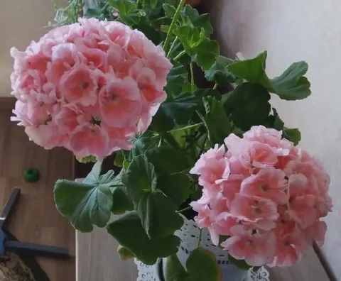 Продам укорененный отросток пеларгонии Шары - Праздничная атрибутика в Энгельс