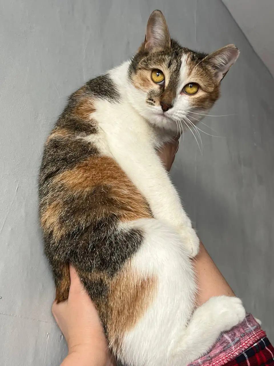 Молодая кошечка Волга ищет дом - Кошки (Животные) в Энгельс