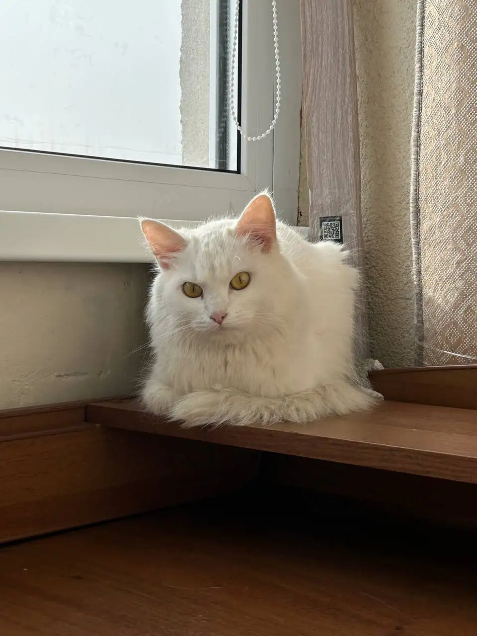 Пристройство кошки ангорской породы - Кошки (Животные) в Энгельс