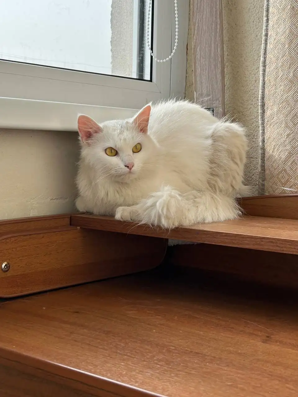 Пристройство кошки ангорской породы - Кошки (Животные) в Энгельс