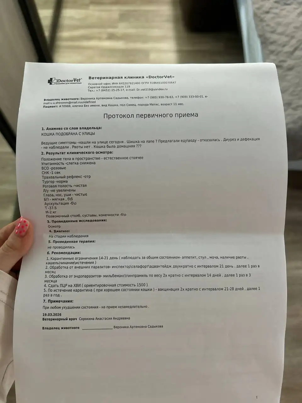 Пристройство кошки ангорской породы - Кошки (Животные) в Энгельс