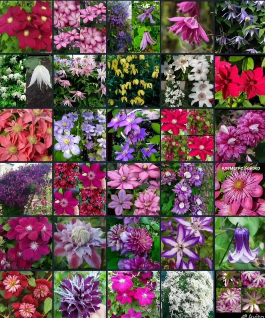 Продажа саженцев клематисов с ЗКС - Садоводство (Хобби и отдых) в Энгельс