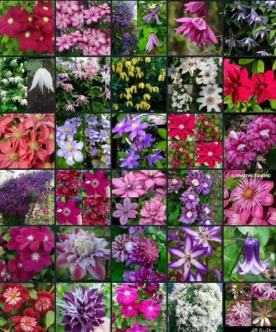 Продажа саженцев клематисов с ЗКС - Аквариумистика в Энгельс