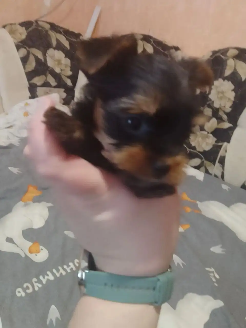 Продаются щенки йоркширского терьера - Собаки (Животные) в Энгельс