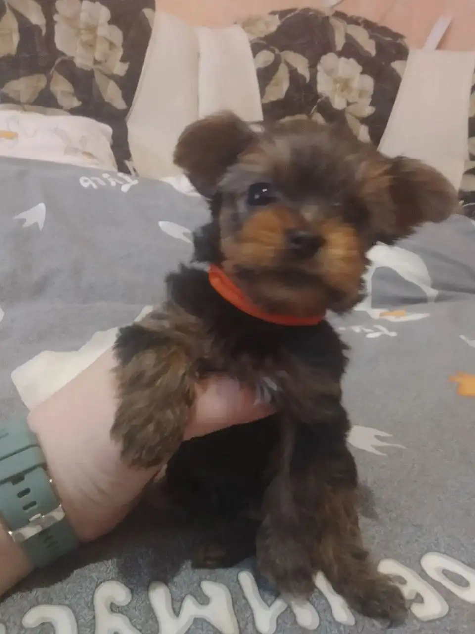 Продаются щенки йоркширского терьера - Собаки (Животные) в Энгельс