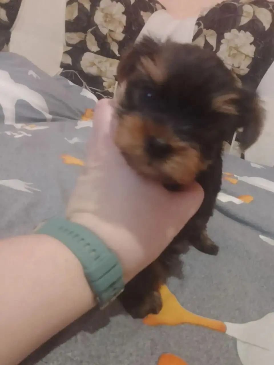 Продаются щенки йоркширского терьера - Собаки (Животные) в Энгельс