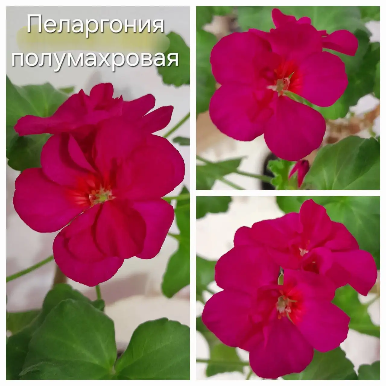 Укорененный отросток - Хобби и отдых в Энгельс