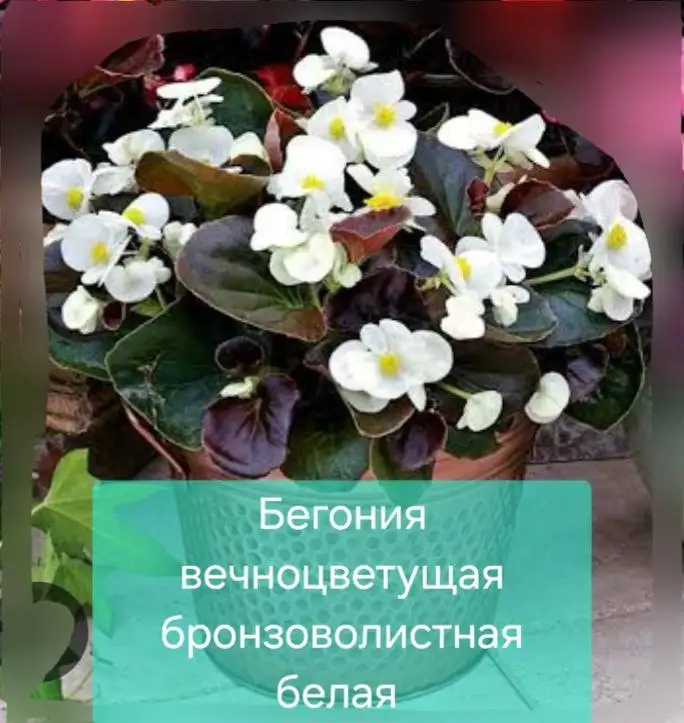 Укорененные отростки - Растения (Барахолка) в Энгельс