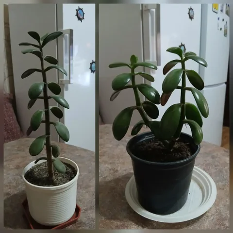 Толстянка (Денежное дерево) - Спорт в Саратов