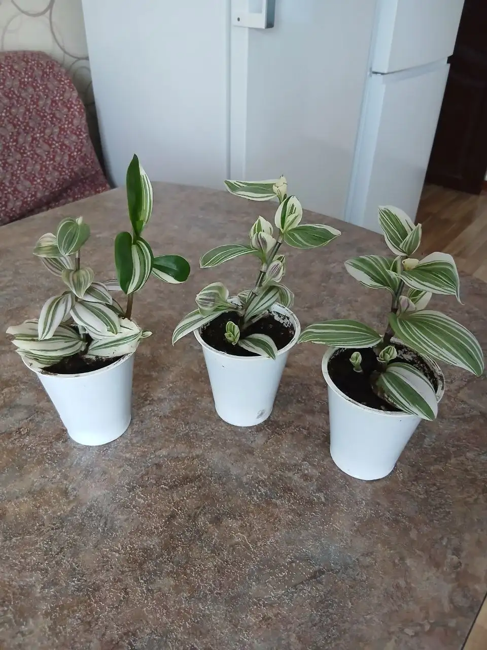 Традесканция в Заводском районе Саратова - Растения (Хобби и отдых) в Саратов